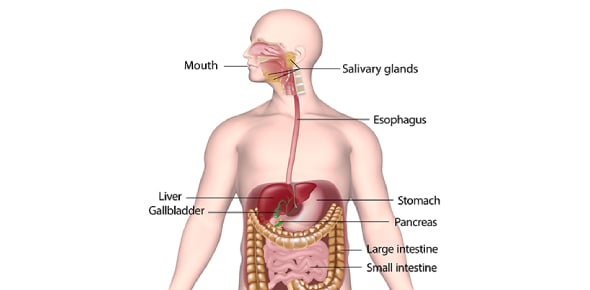 Define The Following Terms Of The Digestive System Flashcards